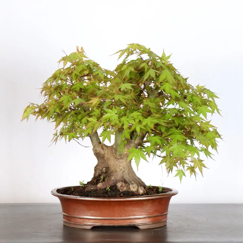 image supplémentaire - JAPANESE MAPLE "ACER...