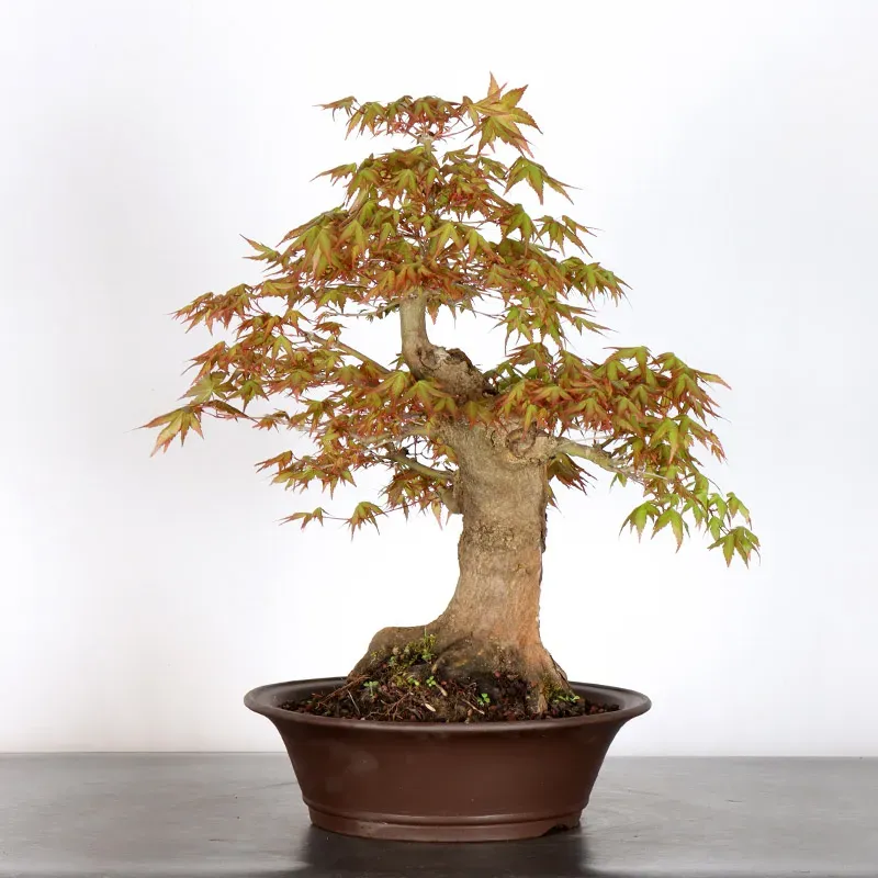 image supplémentaire - ERABLE DU JAPON "ACER...