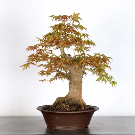 JAPANESE MAPLE "ACER PALMATUM" 1-24