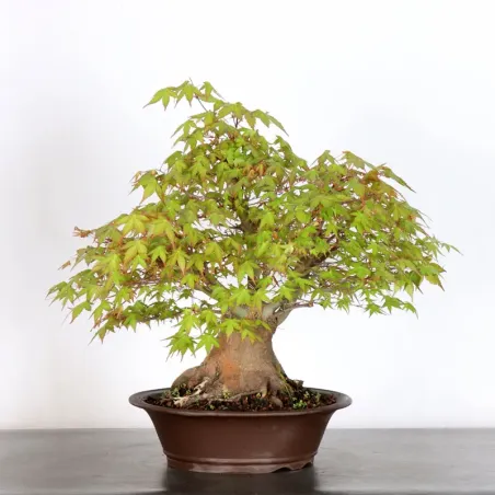 ERABLE DU JAPON "ACER PALMATUM" 1-21
