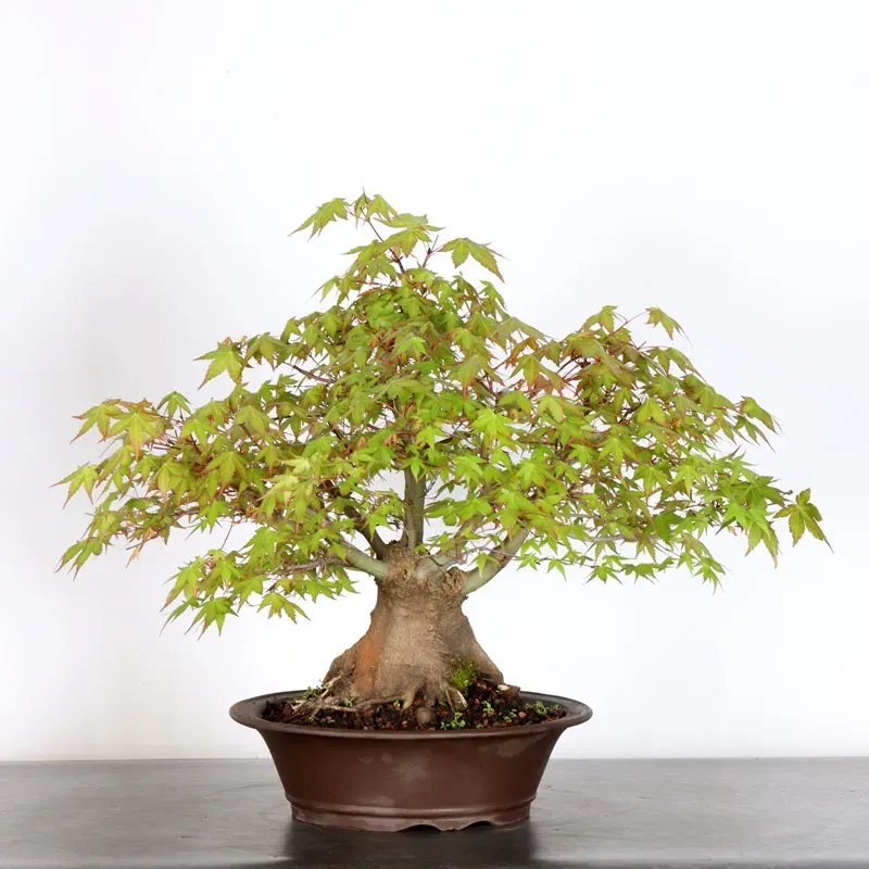 image supplémentaire - JAPANESE MAPLE "ACER...