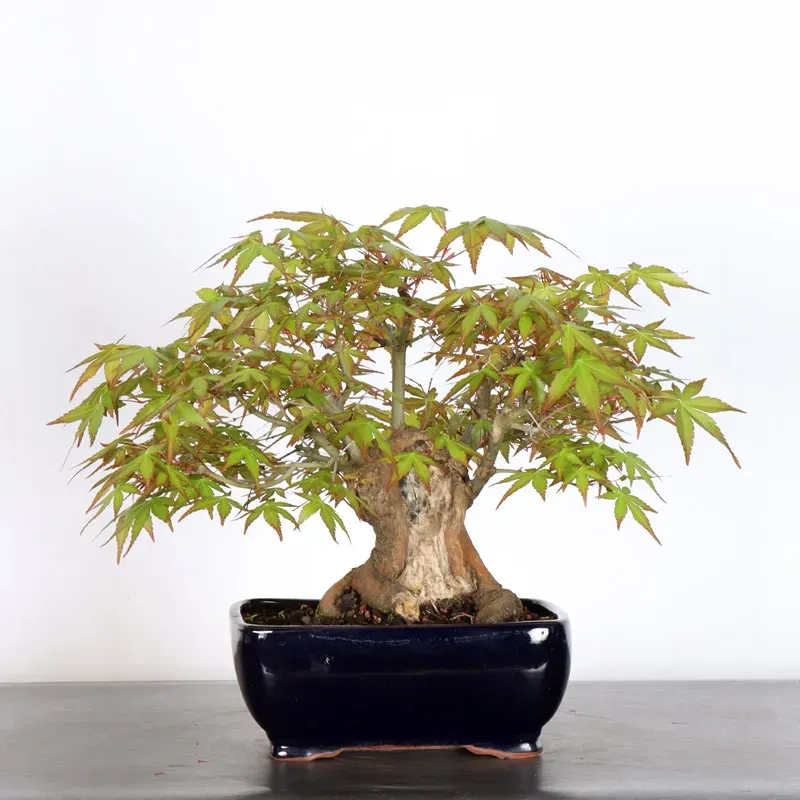 ERABLE DU JAPON "ACER PALMATUM" 2-21