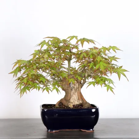 ERABLE DU JAPON "ACER PALMATUM" 2-21