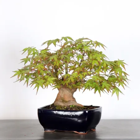 image supplémentaire - JAPANESE MAPLE "ACER...