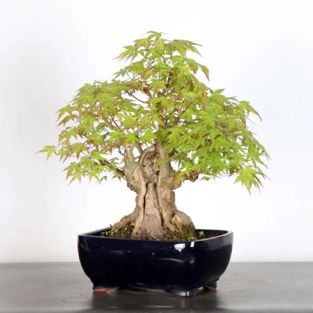 image supplémentaire - JAPANESE MAPLE "ACER...