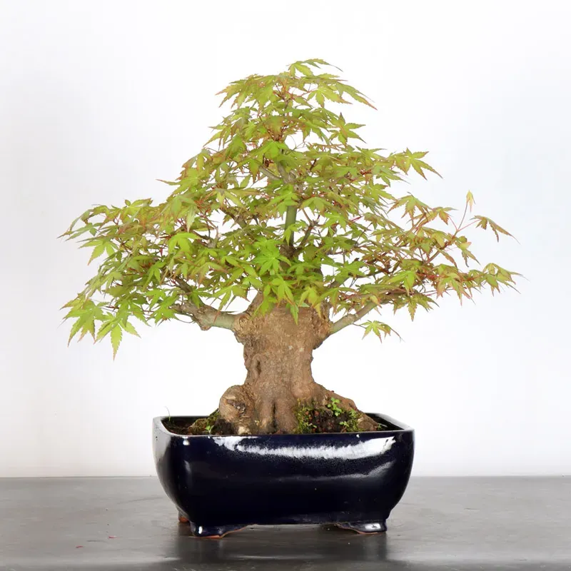 Bonsai Acer Palmatum AP-2-1