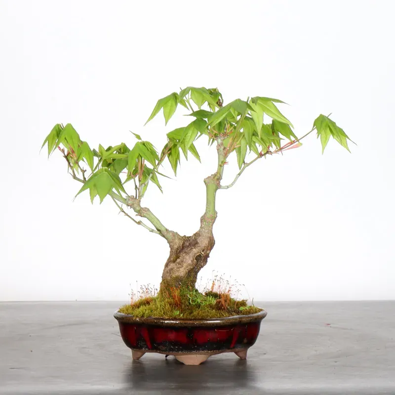 Bonsai Erable Palmatum APS-3-1