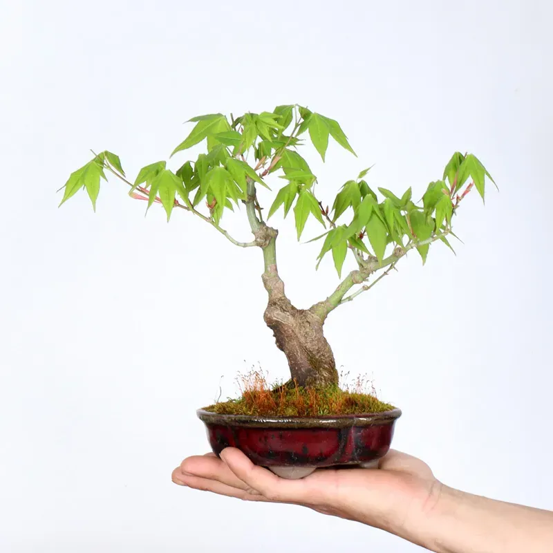 image supplémentaire - Érable du japon "ACER...