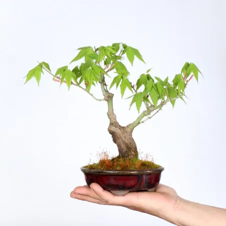 image supplémentaire - Japanese Maple "ACER...