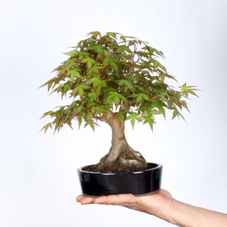 image supplémentaire - ÉRABLE DU JAPON "ACER...