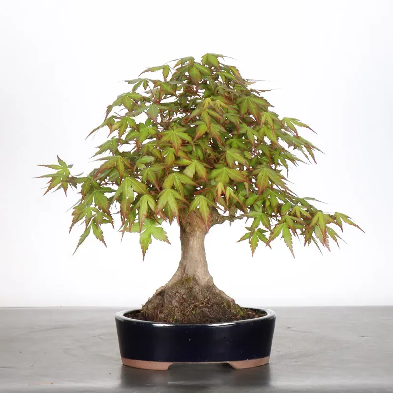 Bonsai Erable Palmatum APS-2-7