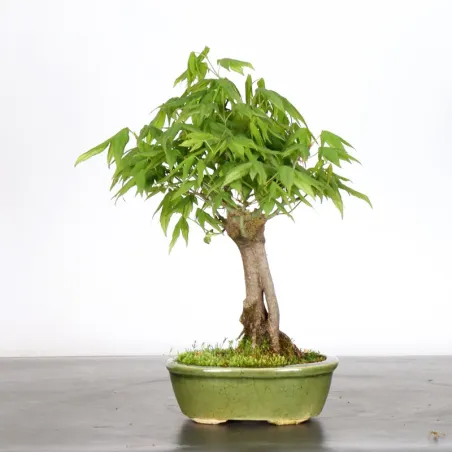 image supplémentaire - Japanese Maple "ACER...