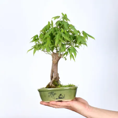 Bonsai Erable Palmatum Shohin APS-1-13