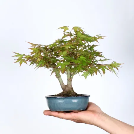 Bonsai Erable Palmatum Shohin APS-1-14