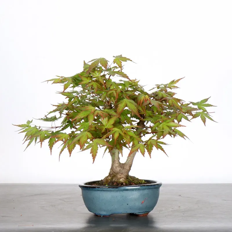 image supplémentaire - ÉRABLE DU JAPON "ACER...