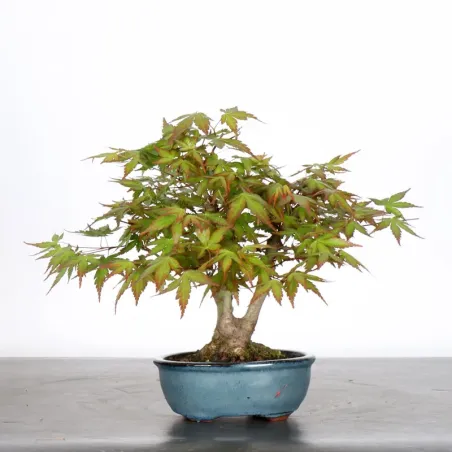 image supplémentaire - Japanese Maple "ACER...
