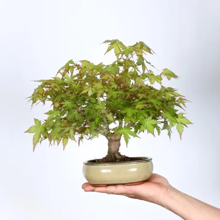 Bonsai Erable Palmatum APS-2-12
