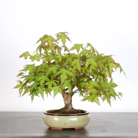 image supplémentaire - ÉRABLE DU JAPON "ACER...