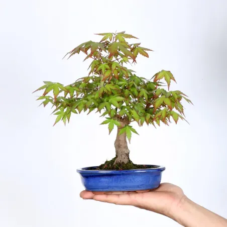 Bonsai Erable Palmatum APS-2-13