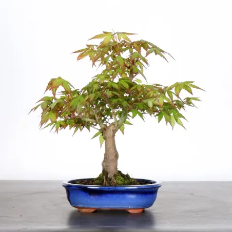 image supplémentaire - Japanese Maple "ACER...