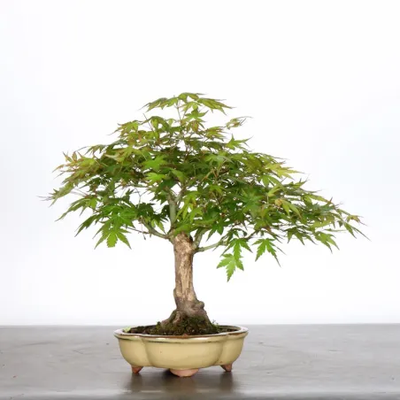 image supplémentaire - ÉRABLE DU JAPON "ACER...