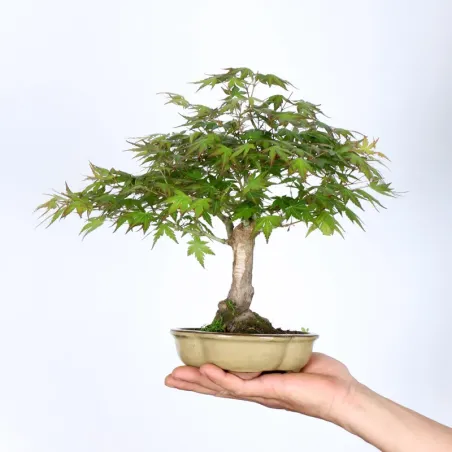 Palmatum Shohin Maple Bonsai APS-1-5