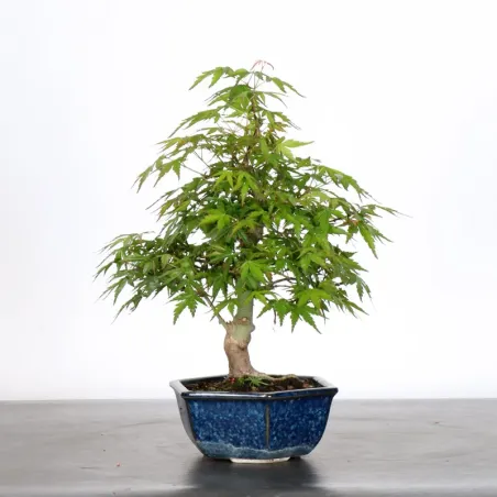 image supplémentaire - Japanese Maple "ACER...