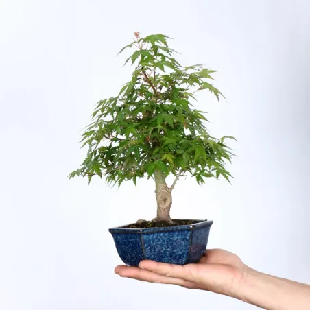 Bonsai Erable Palmatum APS-1-3