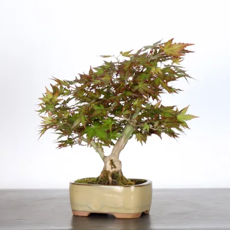 image supplémentaire - ÉRABLE DU JAPON "ACER...