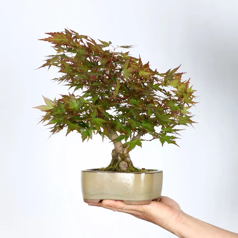 Bonsai Erable Palmatum APS-2-27