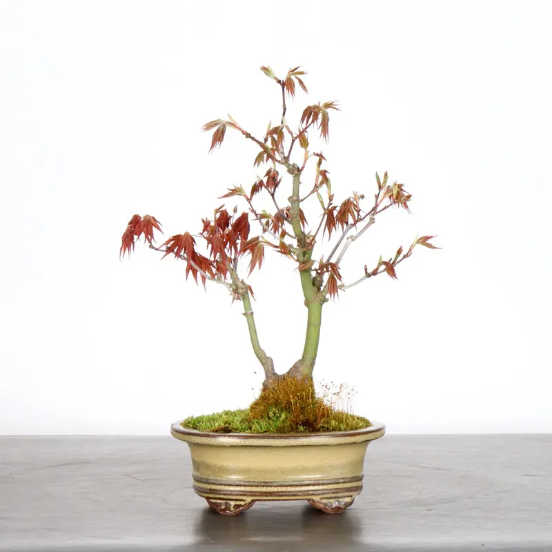 image supplémentaire - érable du Japon "ACER...