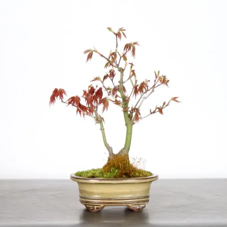 image supplémentaire - Japanese Maple "ACER...