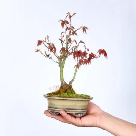 Palmatum Maple Bonsai APS-3-6