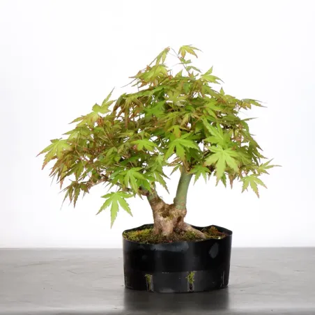 image supplémentaire - Japanese Maple "ACER...