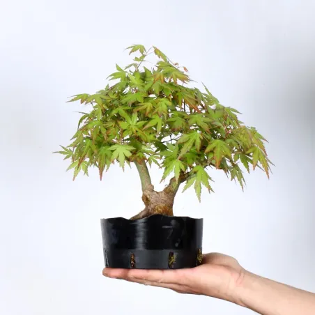 Maple Bonsai Palmatum Shohin APS-1-6
