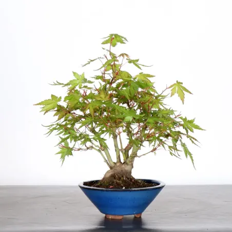 image supplémentaire - ÉRABLE DU JAPON "ACER...