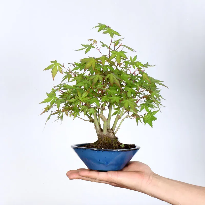 ÉRABLE DU JAPON "ACER PALMATUM SHOHIN" 1-16