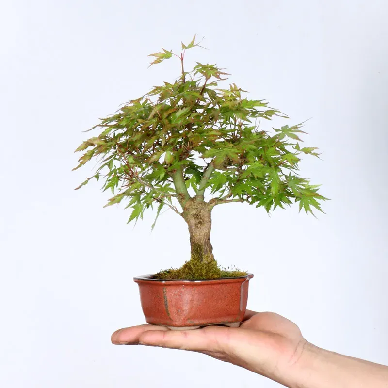 Palmatum Maple Bonsai APS-2-10