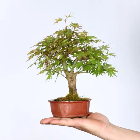 Bonsai Erable Palmatum APS-2-10