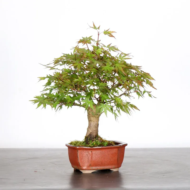 image supplémentaire - ÉRABLE DU JAPON "ACER...