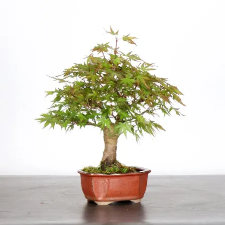 image supplémentaire - ÉRABLE DU JAPON "ACER...