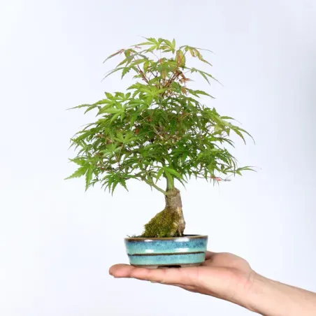 Palmatum Shohin Maple Bonsai APS-2-15