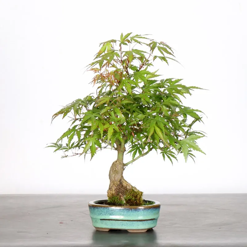 image supplémentaire - Japanese maple "Acer...