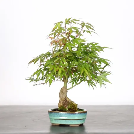 image supplémentaire - érable du japon "acer...