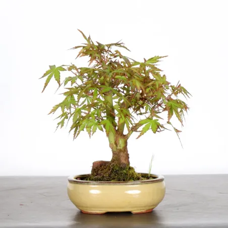 image supplémentaire - Japanese Maple "ACER...