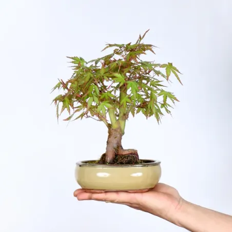 Palmatum Maple Bonsai APS-1-4