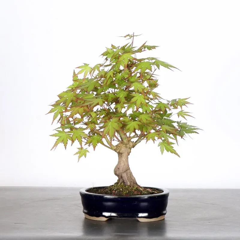 image supplémentaire - Érable du japon "ACER...