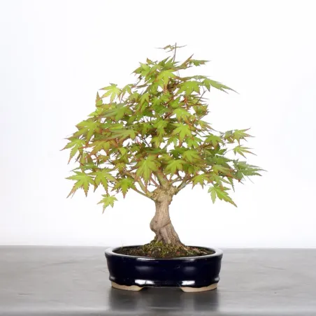 image supplémentaire - Érable du japon "ACER...