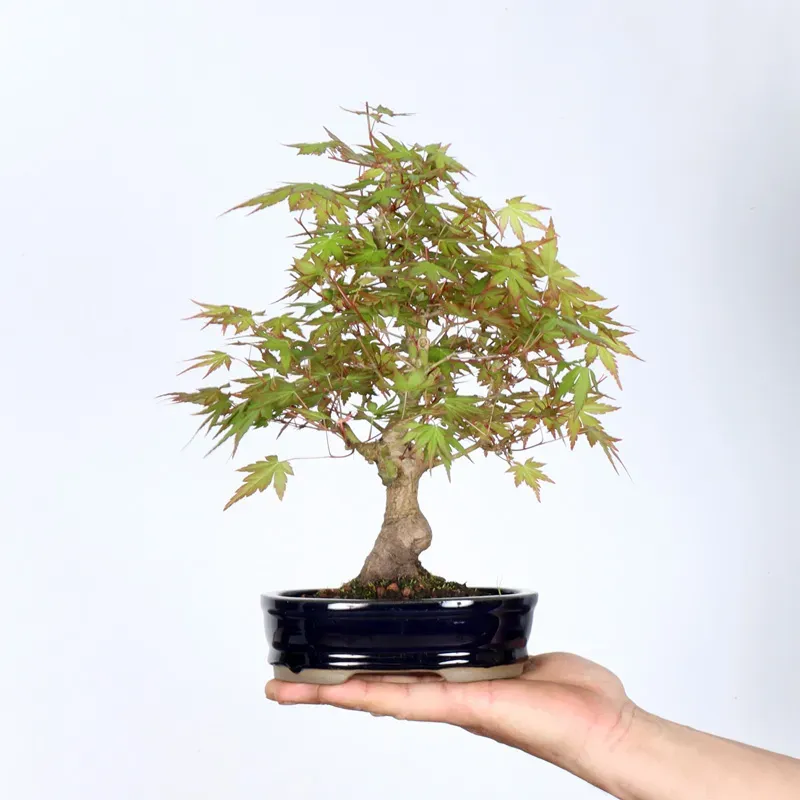 Bonsai Erable Palmatum APS-2-11