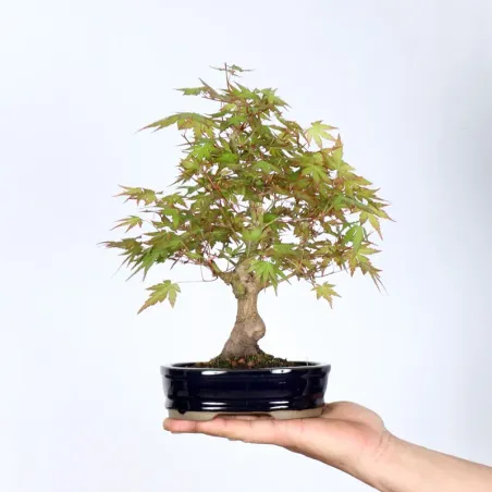 Bonsai Erable Palmatum APS-2-11